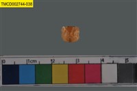 藏品(短指和尚蟹)的圖片